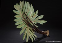 蟬之歌的圖片