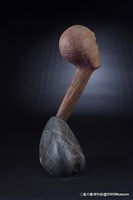 引頸期盼藏品圖，第4張