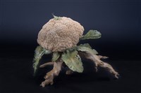 移花接木藏品圖，第2張