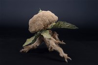 移花接木藏品圖，第3張