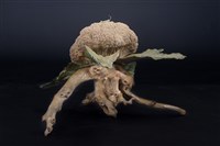 移花接木藏品圖，第4張