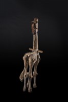 指鹿為馬藏品圖，第3張