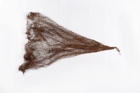 魚網藏品圖，第2張