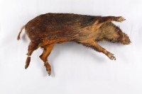 山豬標本藏品圖，第2張