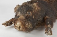 山豬標本藏品圖，第4張