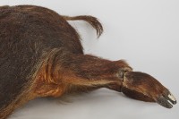 山豬標本藏品圖，第5張