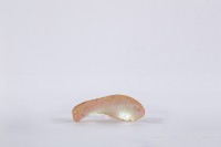 夜光貝古湯匙、貝匙藏品圖，第1張