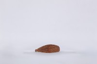 椰子殼湯匙、椰殼匙藏品圖，第2張