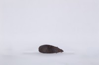 椰殼匙藏品圖，第2張