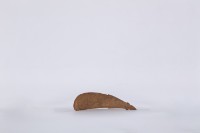 椰子殼湯匙、椰殼匙藏品圖，第1張