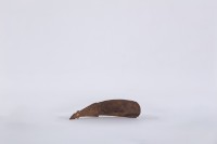 椰子殼湯匙、椰殼匙藏品圖，第1張