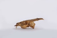 羌頭骨藏品圖，第3張