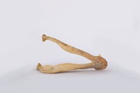 山豬下顎骨藏品圖，第2張