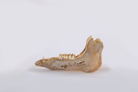 山豬下顎骨藏品圖，第3張