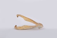 山豬下顎骨藏品圖，第2張