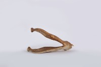 山豬下顎骨藏品圖，第2張