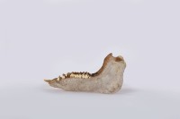 山豬下顎骨藏品圖，第3張