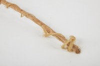 木杖藏品圖，第4張