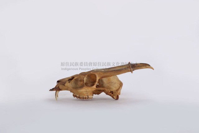 羌頭骨藏品圖，第3張