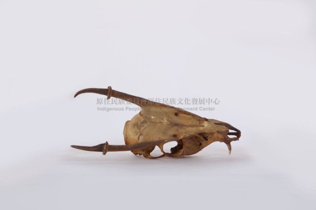 羌頭骨藏品圖，第1張