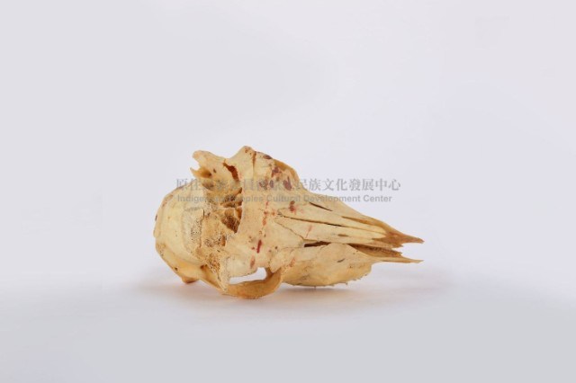 鹿頭骨藏品圖，第1張