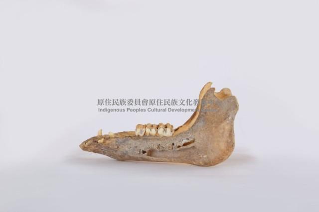 山豬下顎骨藏品圖，第3張