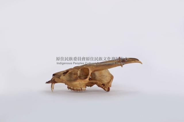 羌頭骨藏品圖，第3張