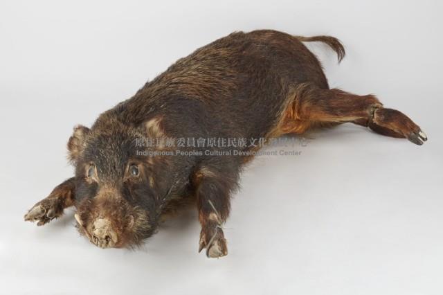 山豬標本藏品圖，第3張