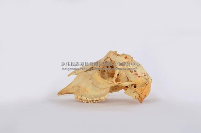 鹿頭骨藏品圖，第3張