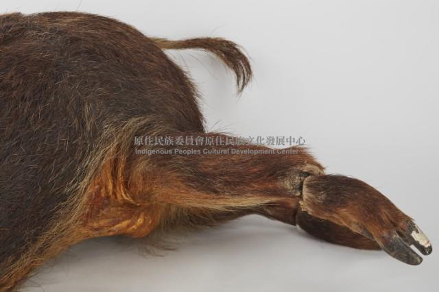 山豬標本藏品圖，第5張