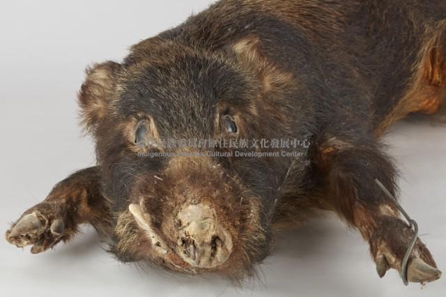 山豬標本藏品圖，第6張