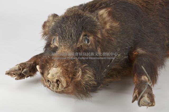 山豬標本藏品圖，第4張