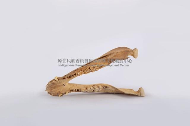 山豬下顎骨藏品圖，第1張