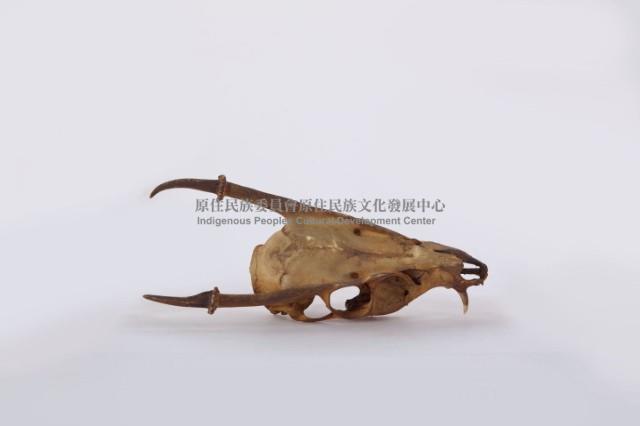 羌頭骨藏品圖，第1張