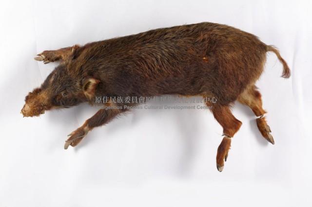 山豬標本藏品圖，第1張