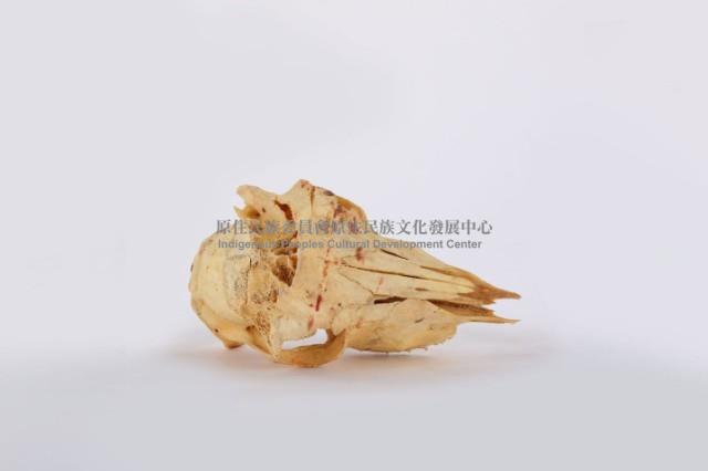 鹿頭骨藏品圖，第1張