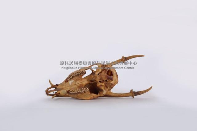 羌頭骨藏品圖，第2張