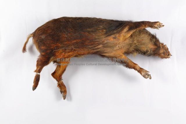 山豬標本藏品圖，第2張