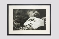 白鷺人家系列藏品圖，第3張