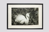 白鷺人家系列藏品圖，第5張