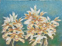 劍蘭（鶴蘭）藏品圖，第1張