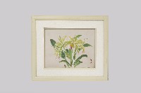 卡多麗亞藏品圖，第1張