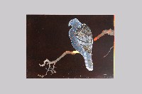 高蒔繪漆版二 藏品圖，第1張