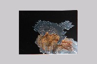 高蒔繪漆版五 藏品圖，第2張