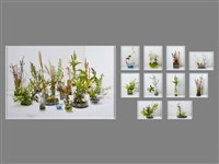 荒地計畫：為我插一盆花藏品圖，第1張