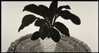 無花的和平百合藏品圖，第1張