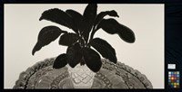 無花的和平百合藏品圖，第5張