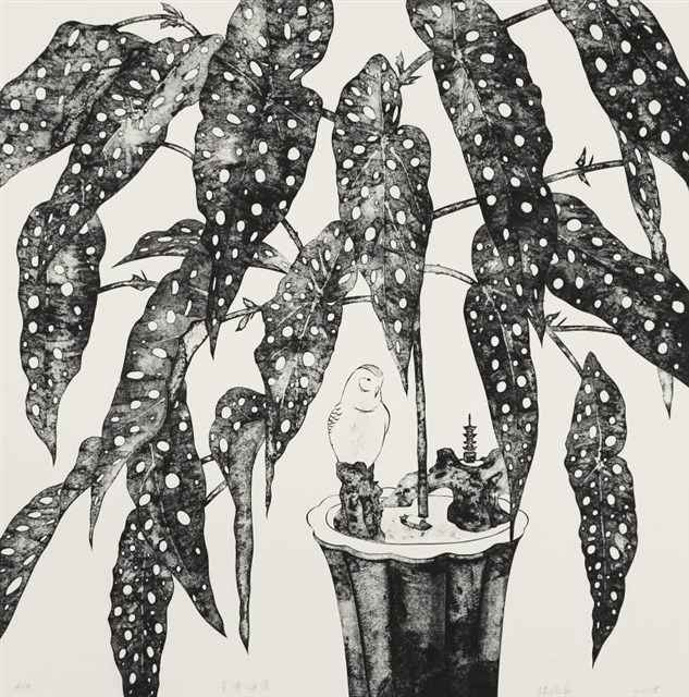 星葉海棠的圖片