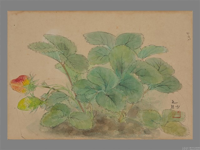 草莓 藏品圖，第1張