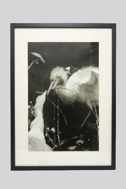 白鷺人家系列藏品圖，第1張